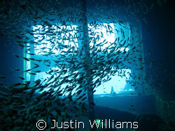 Inside the Giannis D at Abu Nahas, Red Sea, Egypt.
The g... by Justin Williams 